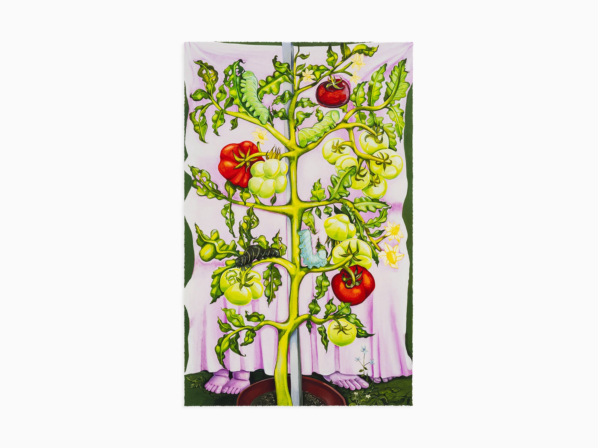 Nikki Maloof - Tomato Plant