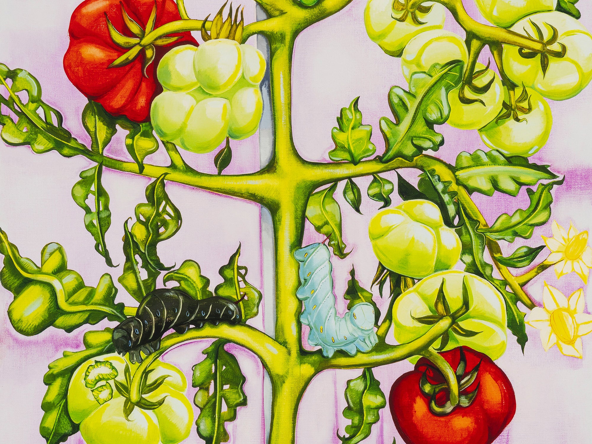 Nikki Maloof - Tomato Plant