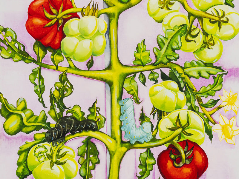 Nikki Maloof - Tomato Plant