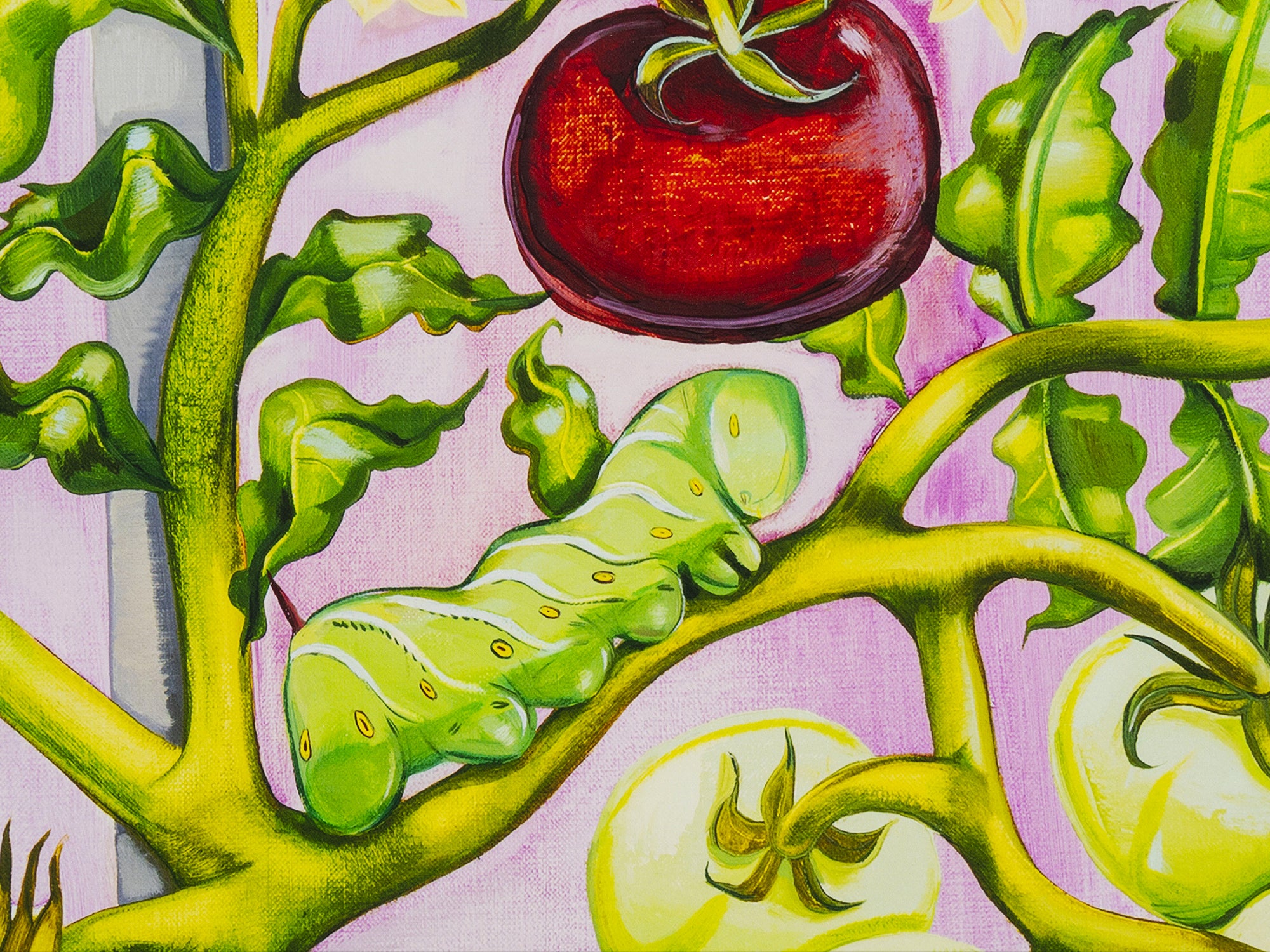 Nikki Maloof - Tomato Plant