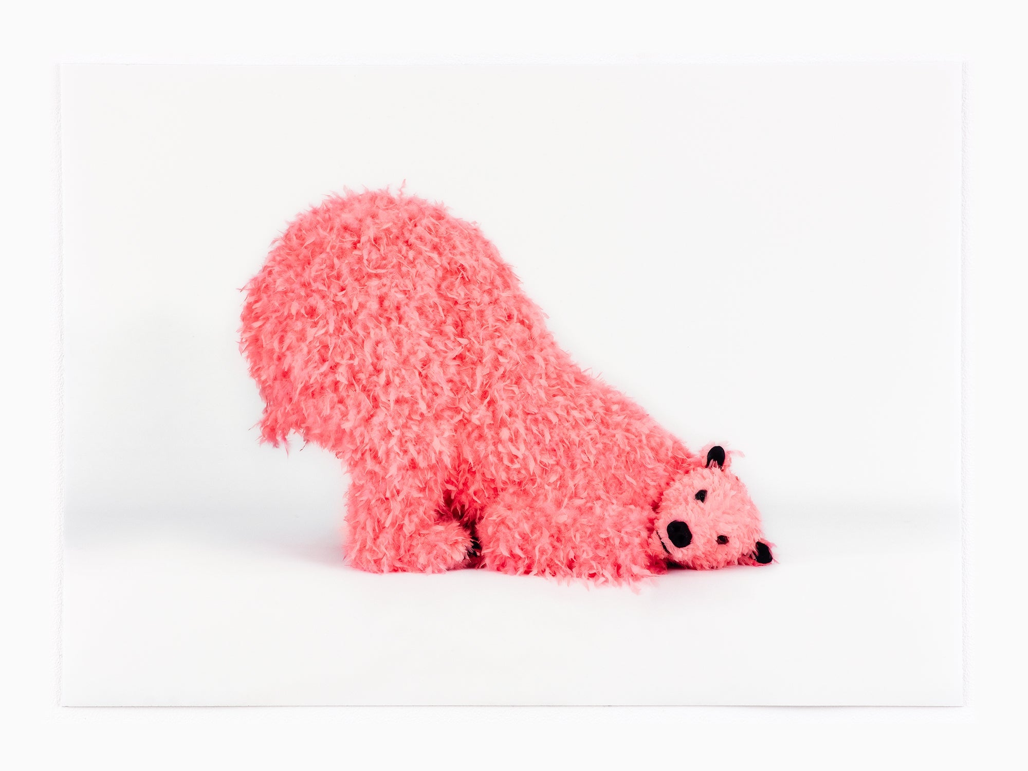 Paola Pivi - A beautiful photo of "?", 2023