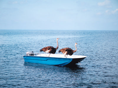 Paola Pivi - Untitled (ostriches)