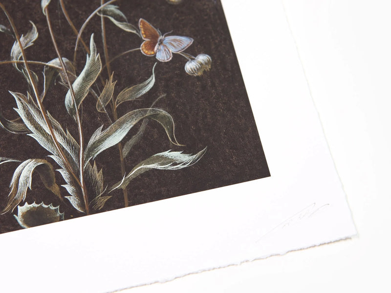 Laurent Grasso - Daisy