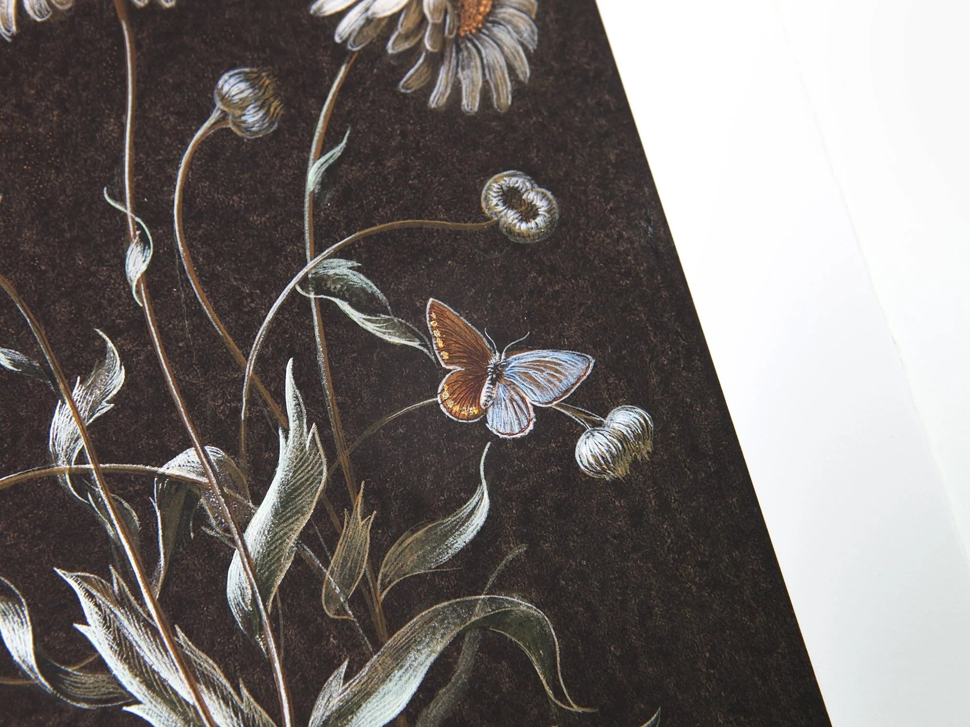 Laurent Grasso - Daisy