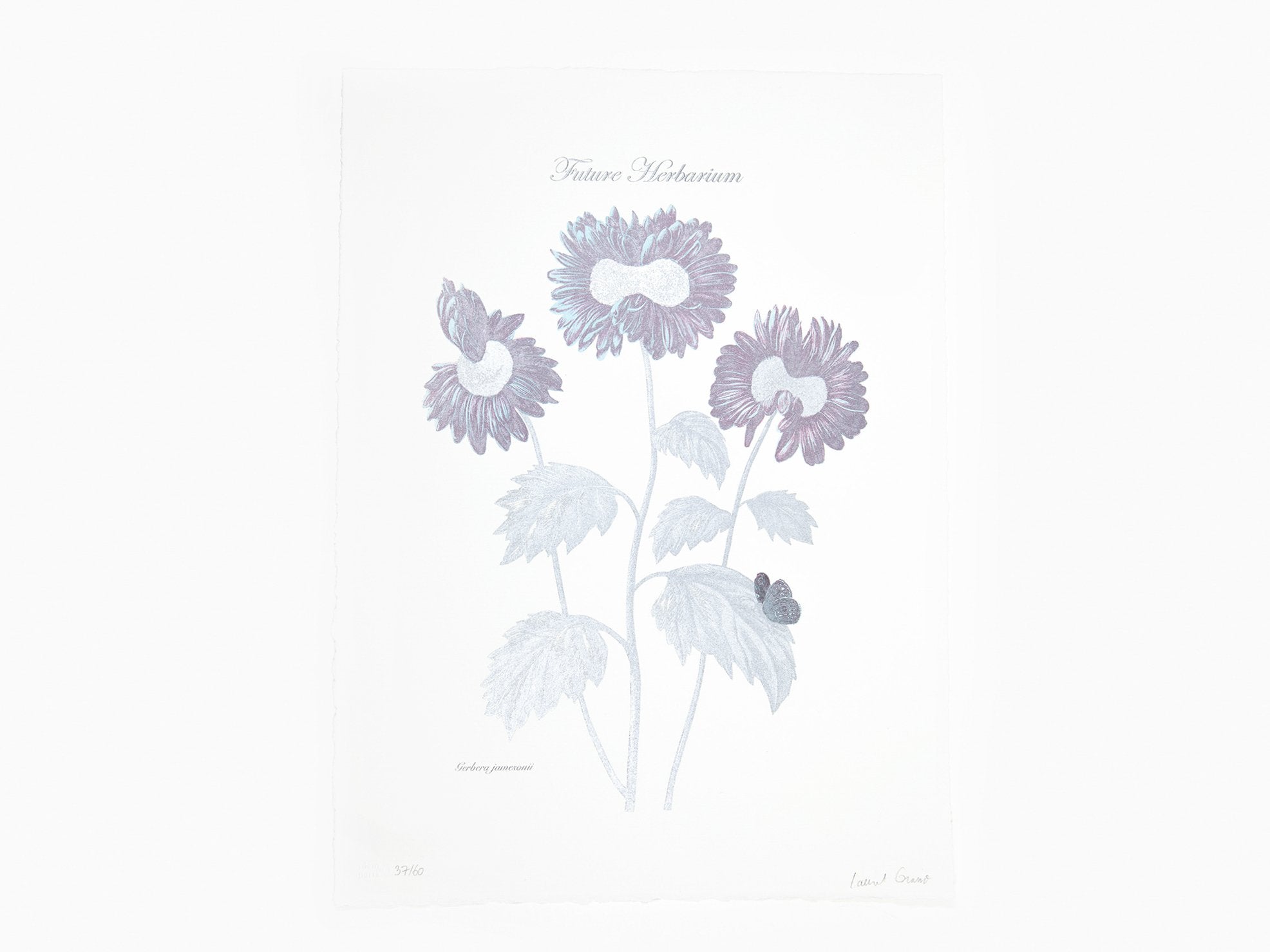 Laurent Grasso - Future Herbarium, Gerbera (blue & silver)