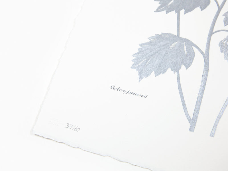 Laurent Grasso - Future Herbarium, Gerbera (blue & silver)