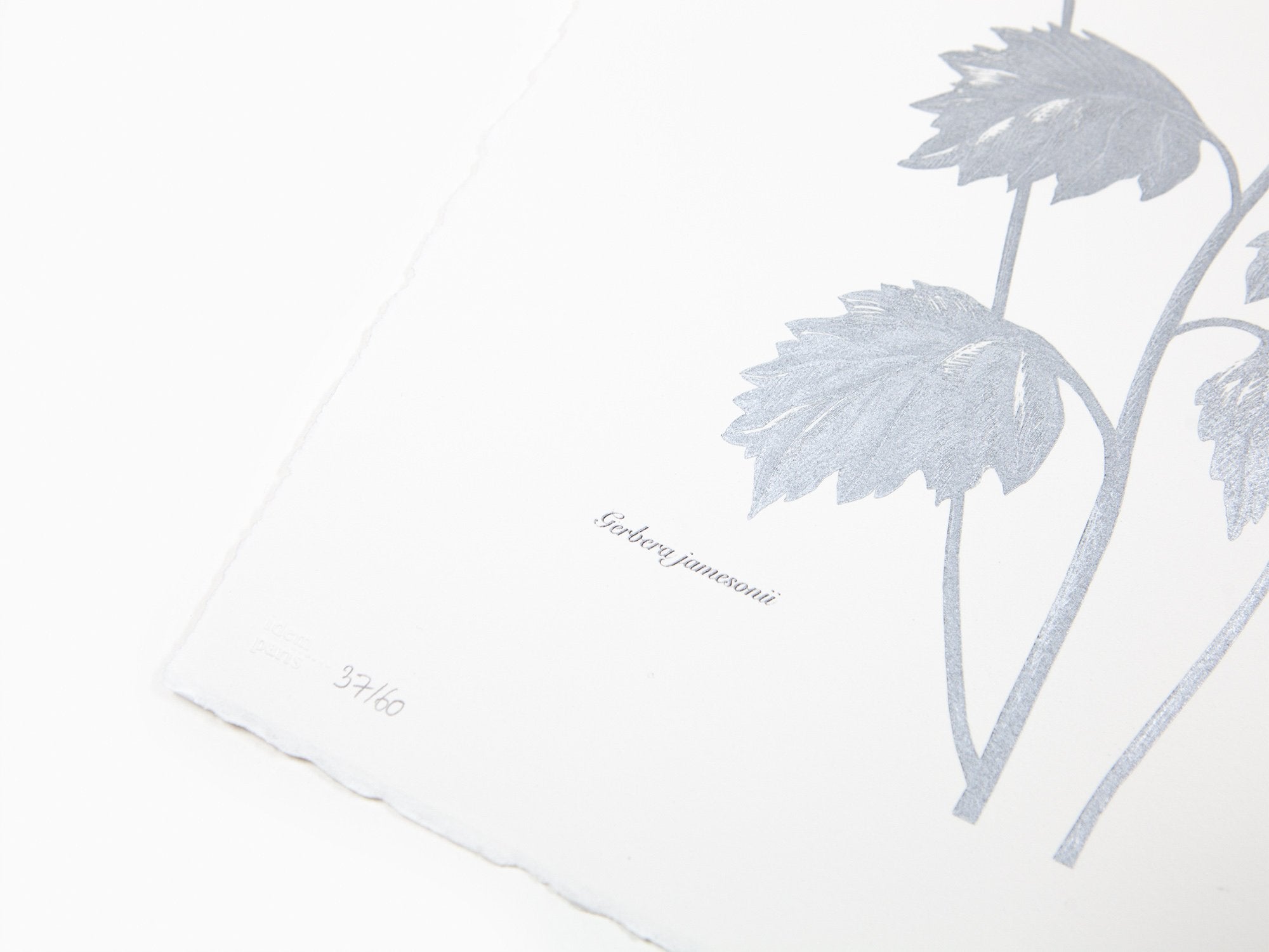 Laurent Grasso - Future Herbarium, Gerbera (blue & silver)