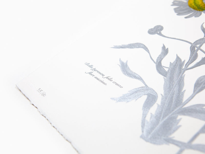 Laurent Grasso - Future Herbarium Bellis Pyrinaea (yellow & silver)