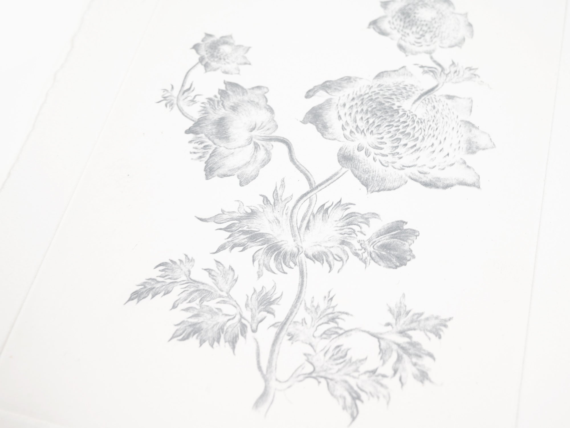 Laurent Grasso - Future Herbarium (white)