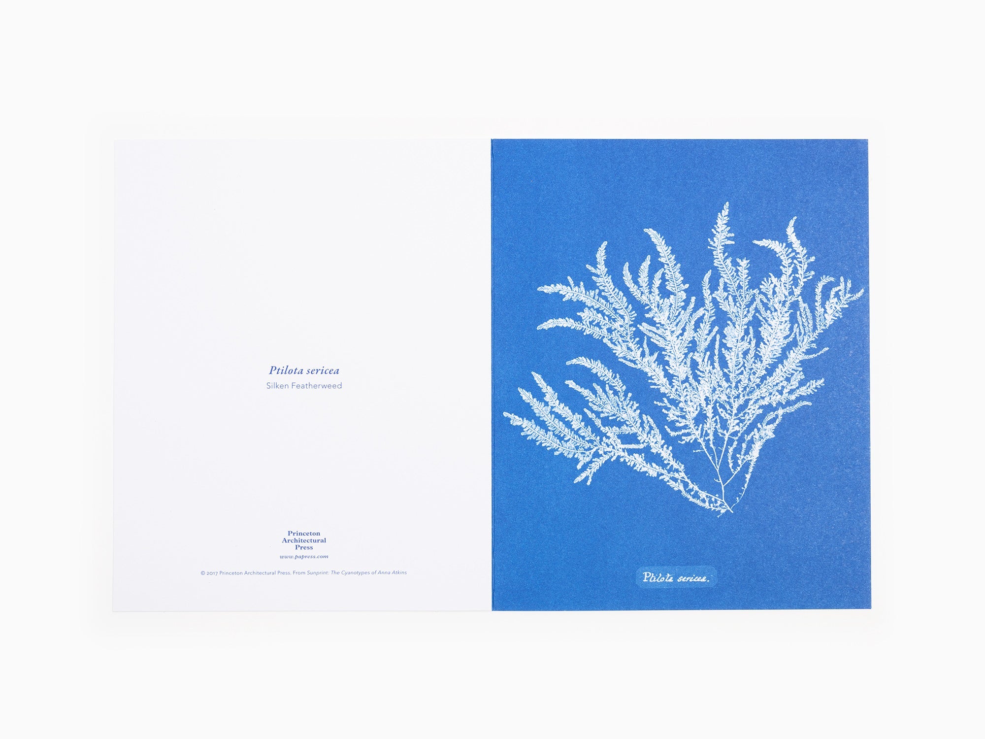 Anna Atkins - Sunprint Notecards, the cyanotypes of Anna Atkins