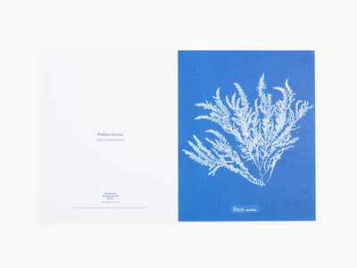 Anna Atkins - Sunprint Notecards, the cyanotypes of Anna Atkins