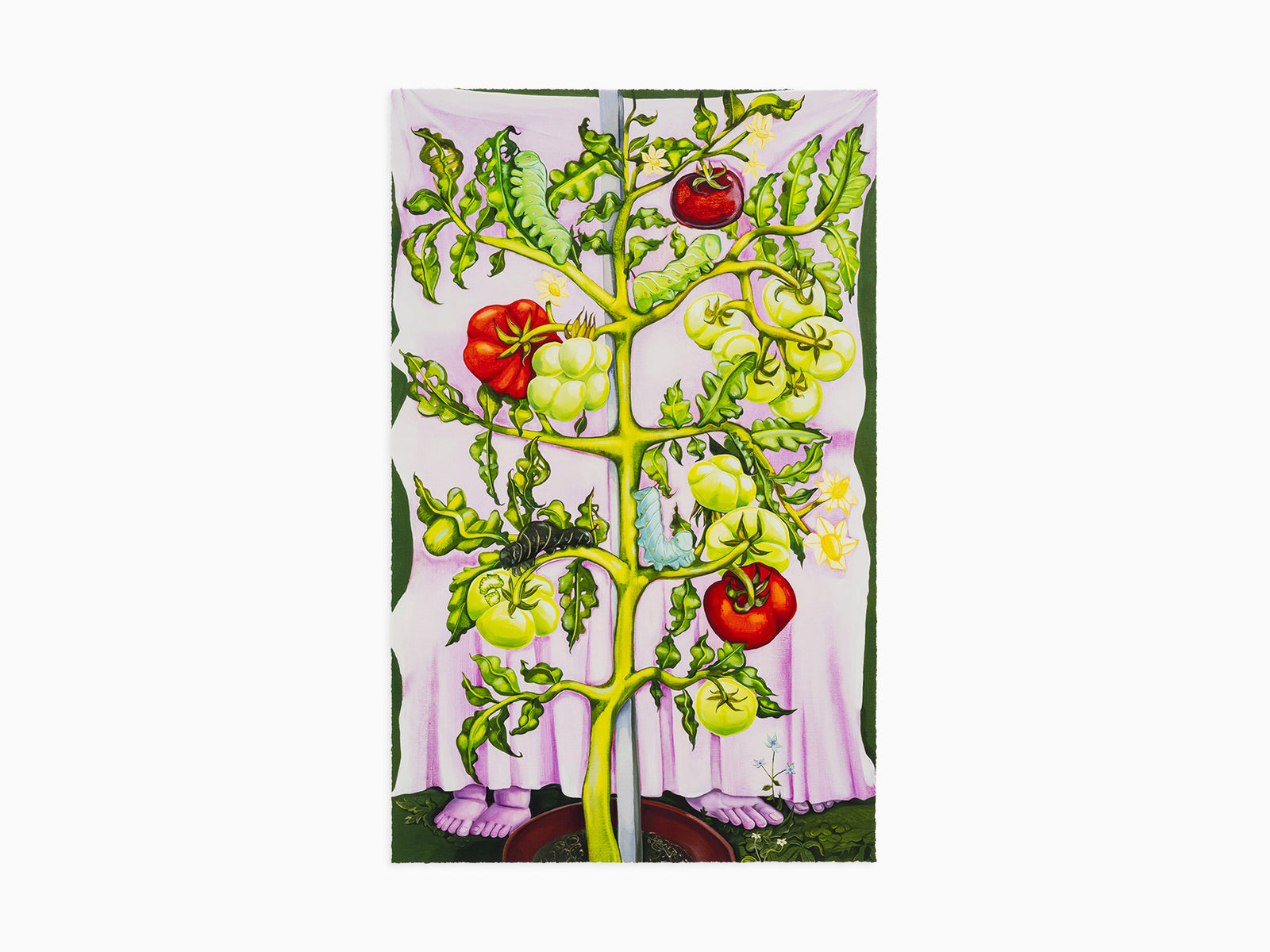 Nikki Maloof - Tomato Plant