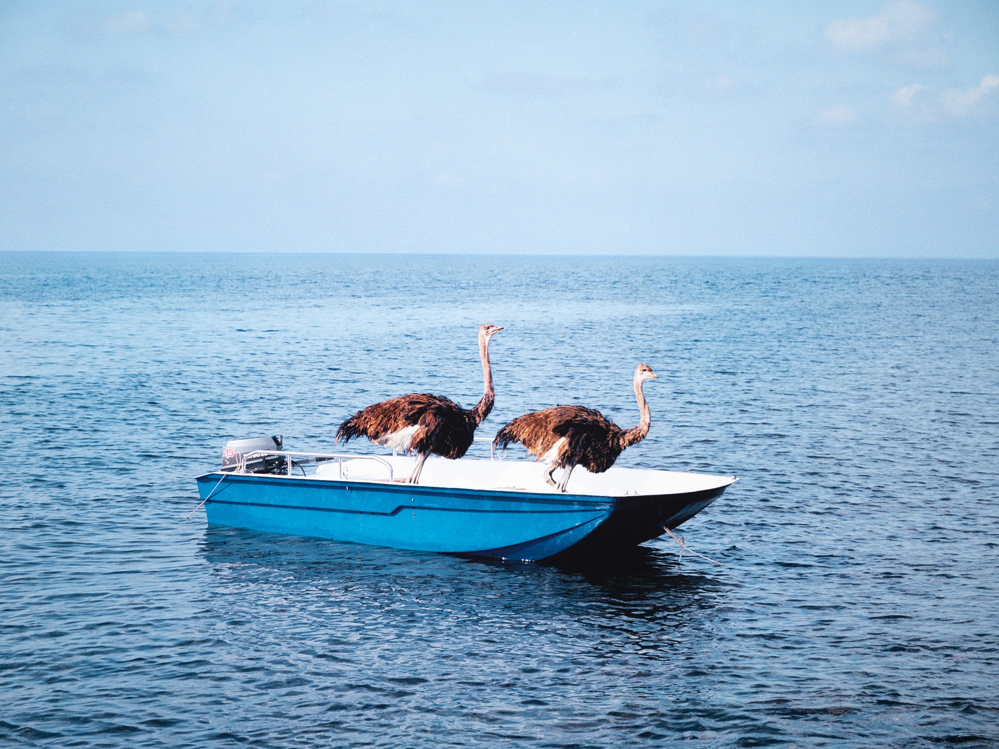 Paola Pivi - Untitled (ostriches)