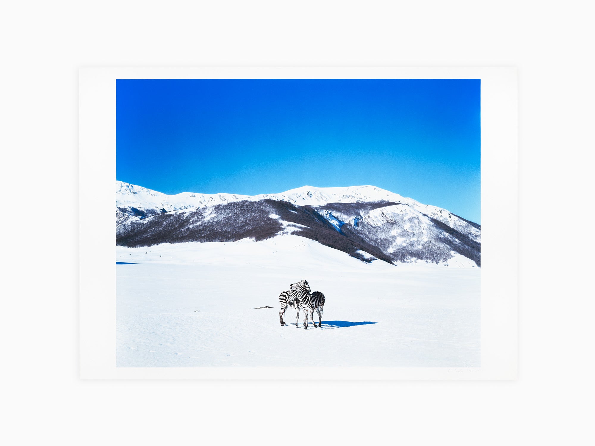 Paola Pivi - Untitled (Zebras)