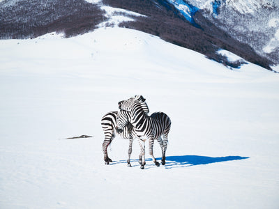 Paola Pivi - Untitled (Zebras)
