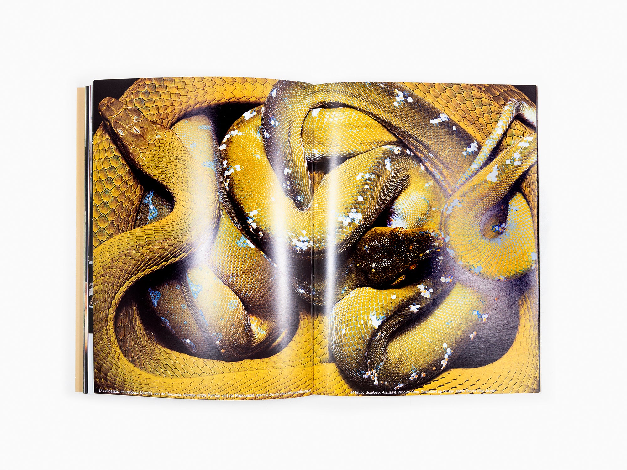 Permanent Food n°10  (marmotte)