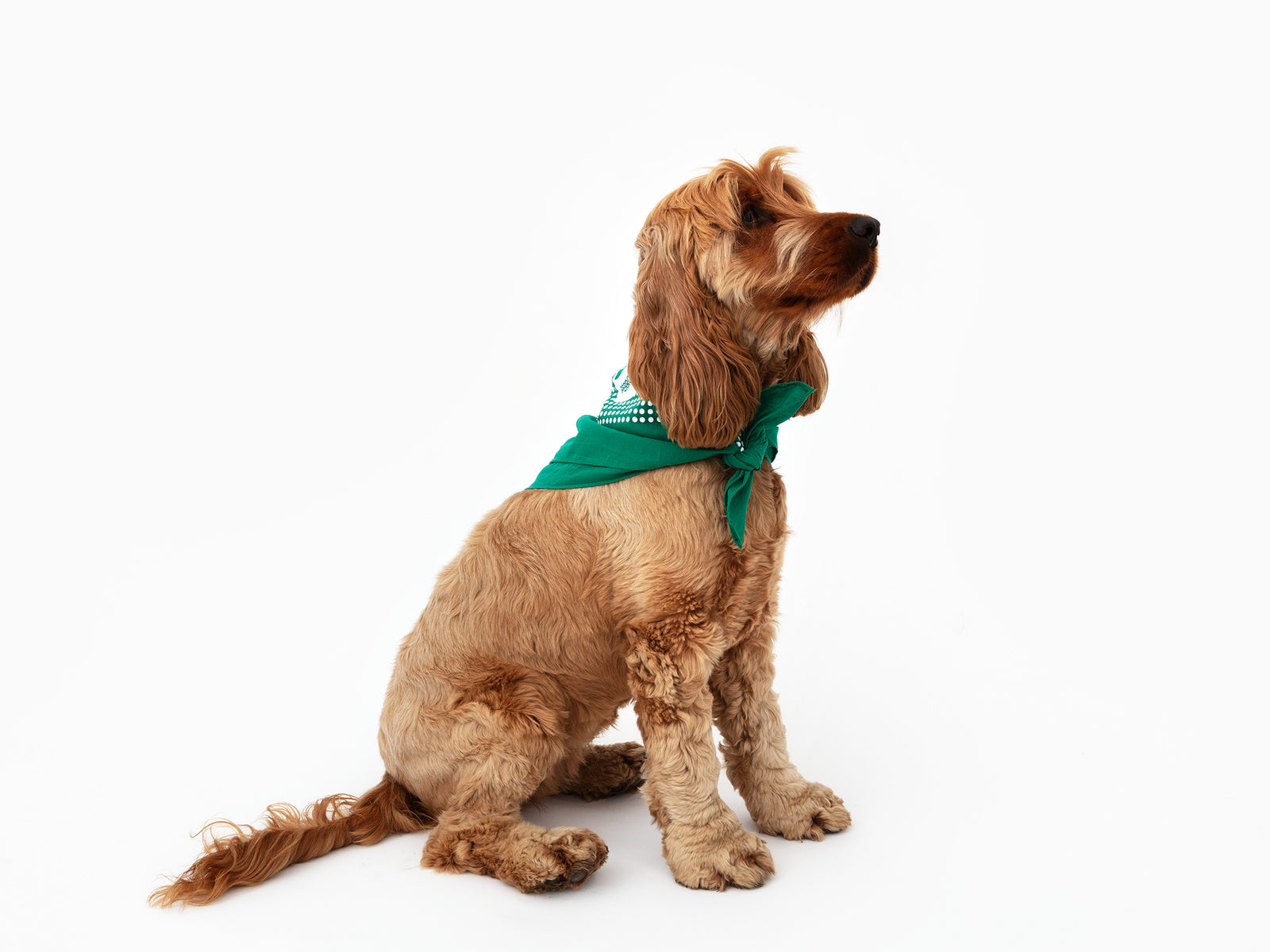 Perrotin - Dog Bandana