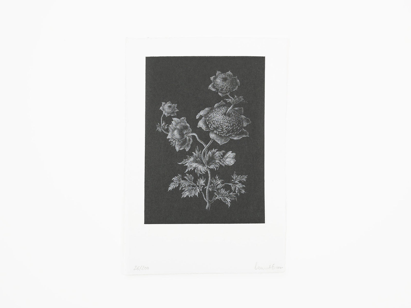 Laurent Grasso - Future Herbarium (black)