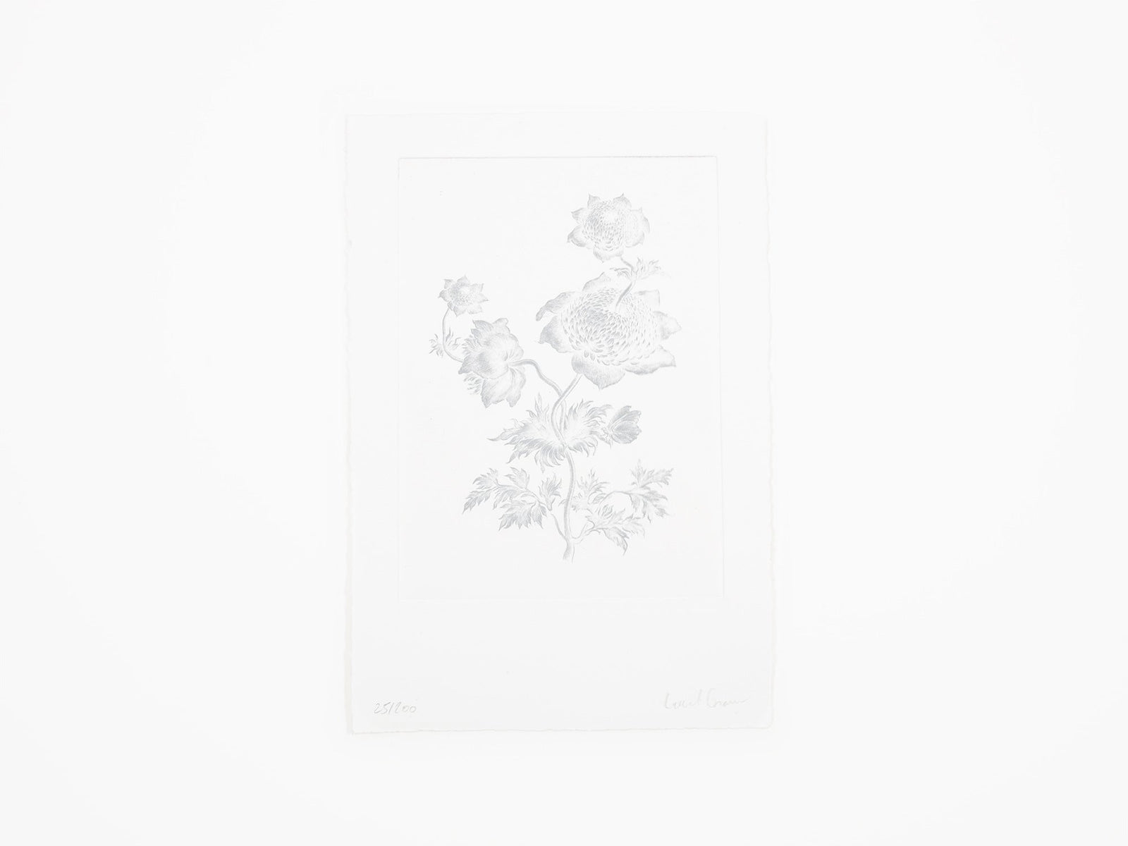 Laurent Grasso - Future Herbarium (white)